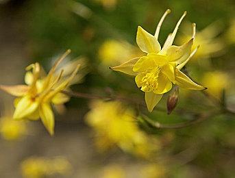《蜡笔小新：我们的恐龙日记》确认引进 档期待定